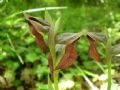Serapias cordigera
